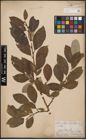 Foto von Salix caprea L.